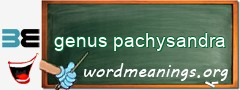 WordMeaning blackboard for genus pachysandra